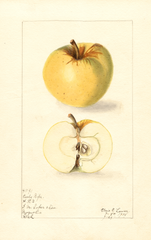 Apples, Early Ripe (1908)