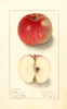 Apples, Lubsk Queen (1909)