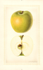 Apples, Lucinda (1926)