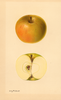 Apples, Lucinda (1931)