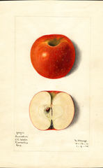 Apples, Lumsden (1915)