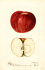Apples, Mabel (1896)