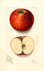 Apples, Mcafee (1912)