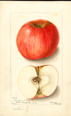 Apples, Cotter (1904)