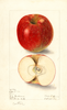 Apples, Cotter (1906)