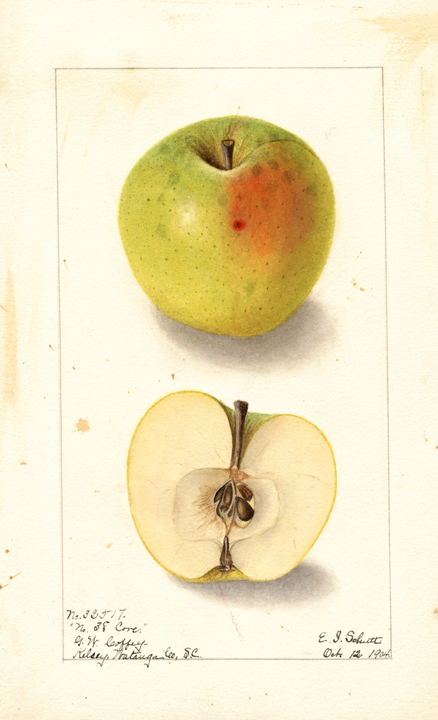 Apples, No. 38 Cove (1904)