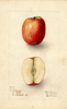Apples, Coreless (1907)