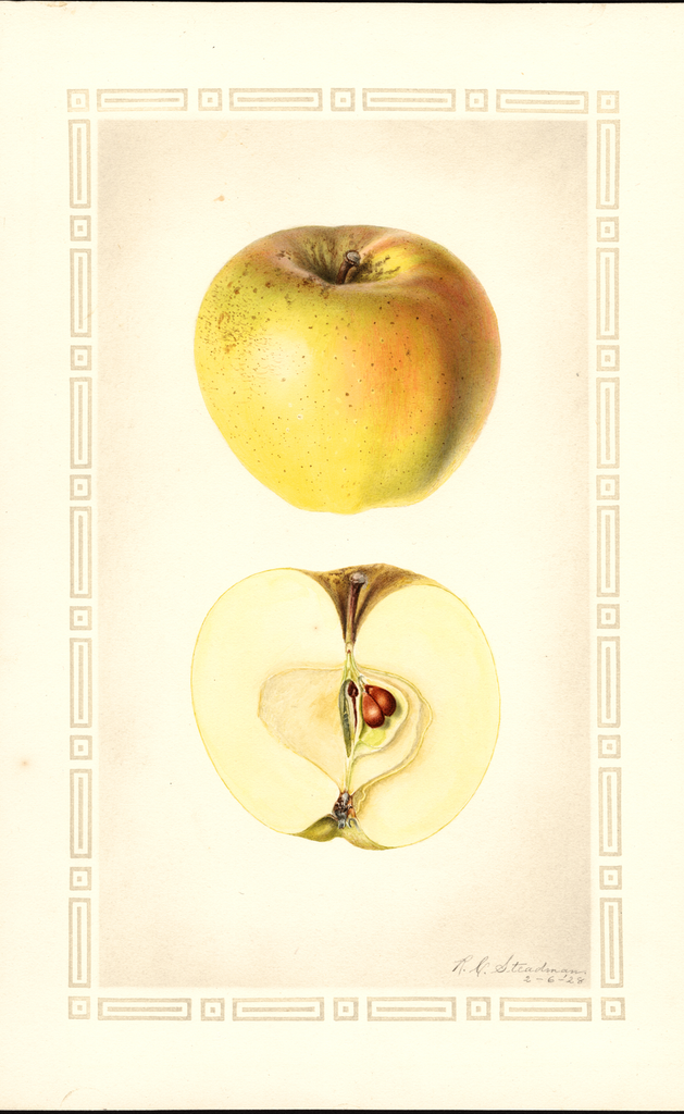 Apples, Cox Golden (1928)