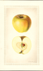 Apples, Cox Golden (1928)