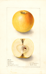 Apples, Cox Golden (1907)