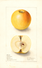 Apples, Cox Golden (1907)