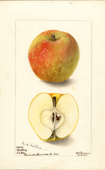 Apples, Cox Golden (1901)