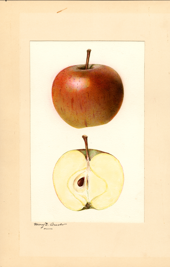 Apples, Cox Orange (1931)