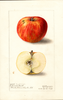 Apples, Cox Orange (1905)