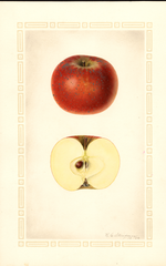 Apples, Cox Orange (1926)