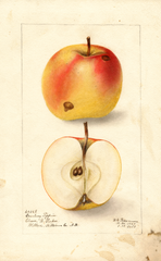 Apples, Cranberry Pippin (1908)