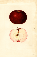 Apples, Early Mcintosh (1935)