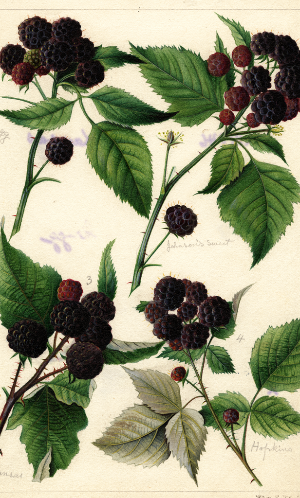 Black Raspberries (1891)