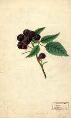 Black Raspberries, Gregg (1892)