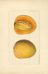 Mangoes, Gola Alphonse (1918)