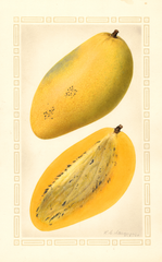 Mangoes, Carabao (1925)