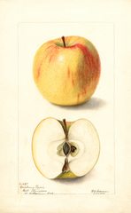 Apples, Cranberry Pippin (1901)