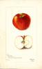 Apples, Crawford (1902)