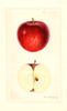Apples, Crimson Beauty (1930)