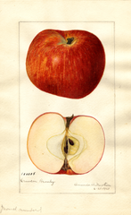 Apples, Crimson Bramley (1921)