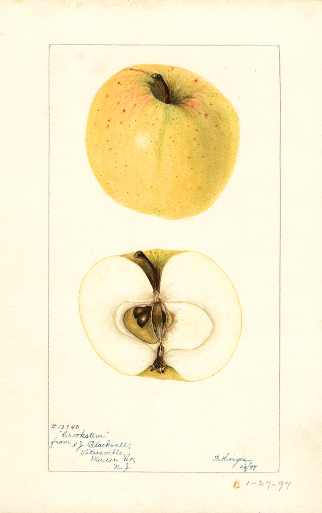 Apples, Crookstem (1897)