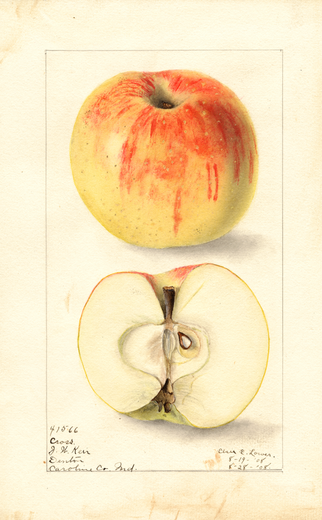 Apples, Cross (1908)