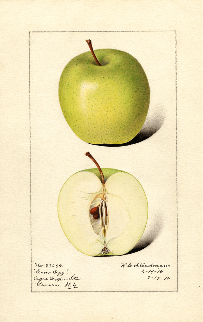 Apples, Crow Egg (1916)