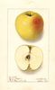 Apples, Crown Pippin (1910)