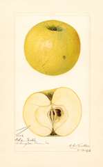 Apples, Golden Noble (1921)