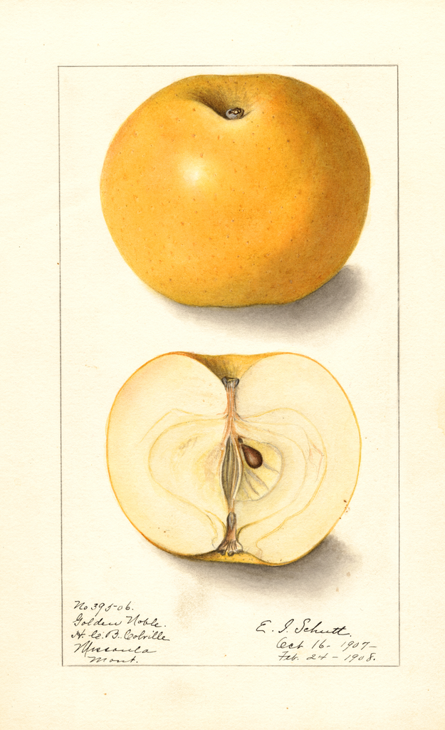 Apples, Golden Noble (1908)