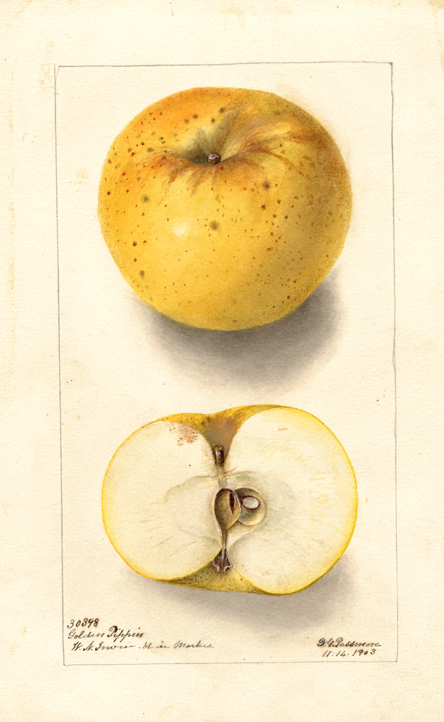 Apples, Golden Pippin (1903)