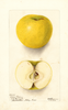 Apples, Golden Pippin (1902)
