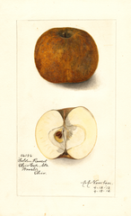 Apples, Golden Russet (1912)