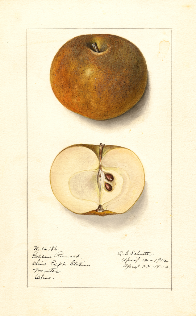 Apples, Golden Russet (1912)