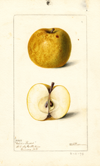 Apples, Golden Russet (1898)