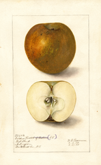 Apples, Golden Russet (1905)