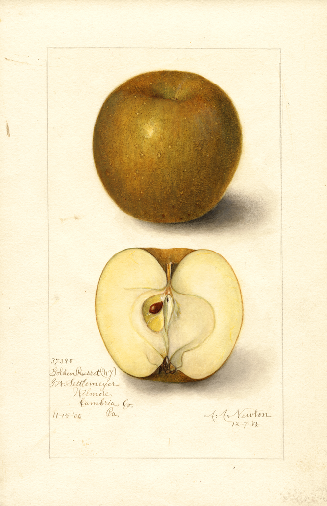 Apples, Golden Russet (1906)