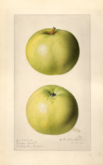 Apples, Golden Sweet (1920)