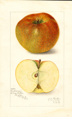 Apples, Cullasaga (1909)
