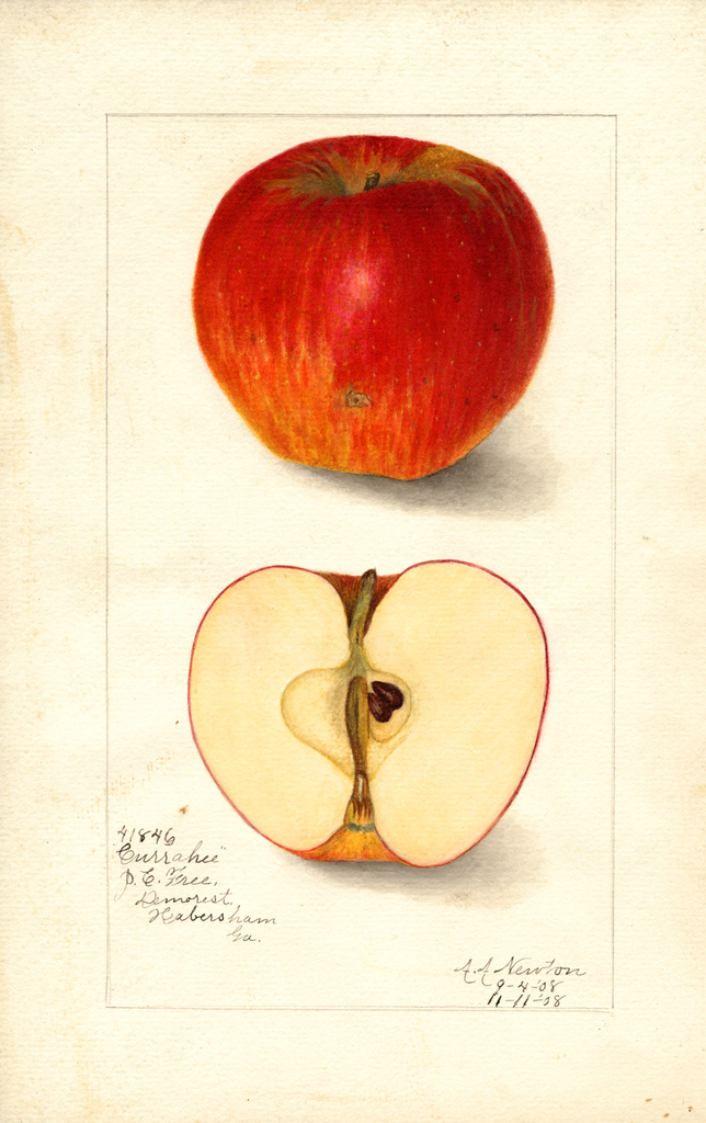 Apples, Currahee (1908)