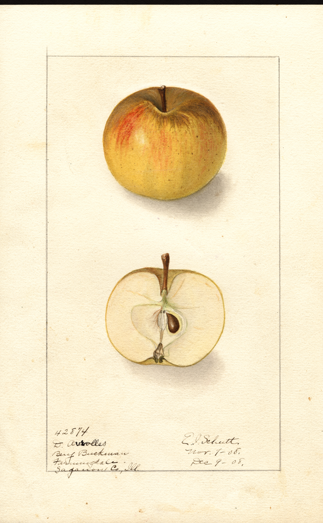 Apples, D. Avrolles (1908)