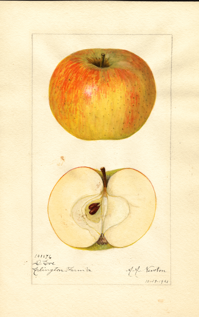 Apples, D. Eve (1921)