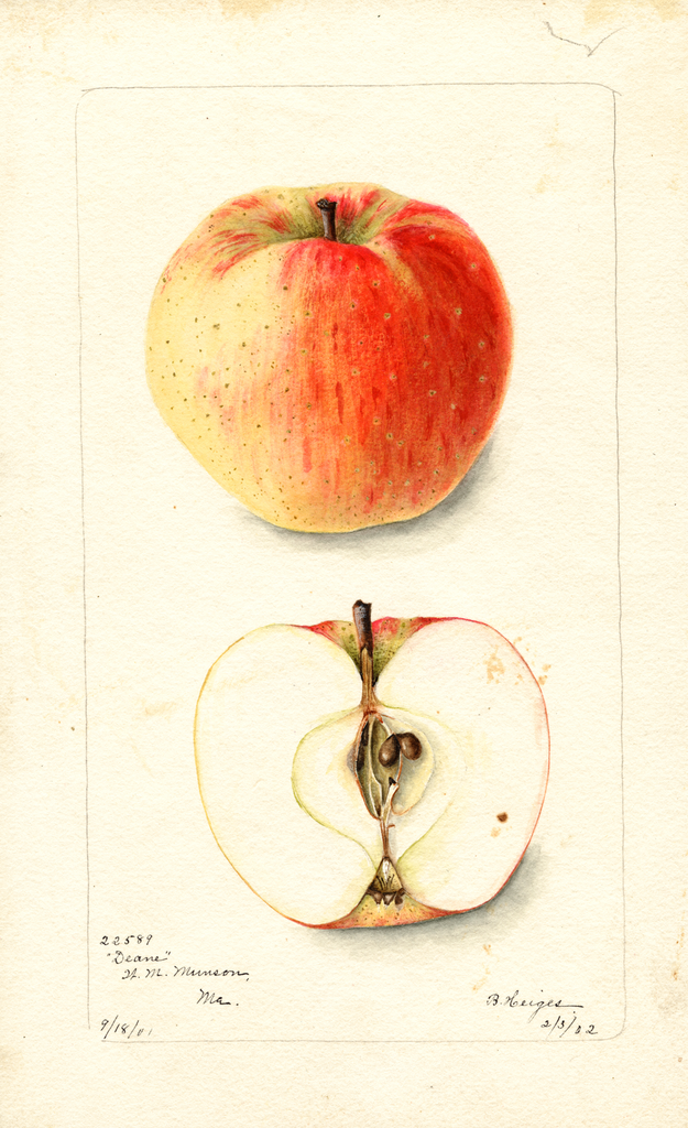 Apples, Deane (1902)
