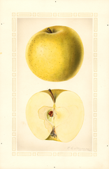 Apples, Fall Pippin (1926)