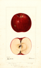 Apples, Fall Wine (1896)